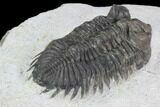 Bargain, Coltraneia Trilobite Fossil - Huge Faceted Eyes #92125-4
